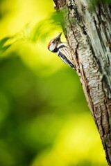 Dendrocopos major. Wild nature of the Czech Republic. Evening photography. Free nature. Beautiful picture. Photos of nature. Bird on the tree. From bird life. Nature. Forest. Spring nature. Expanded i