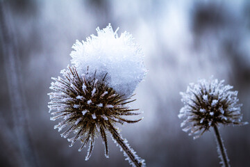 thistle in the snow