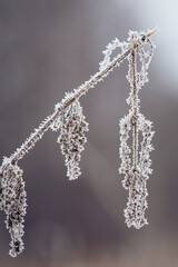 Frozen nettles