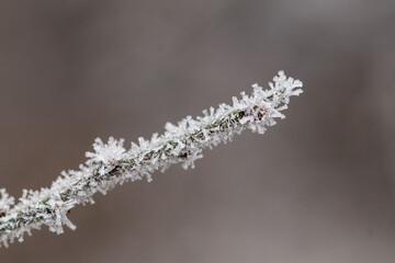 frost on a branch