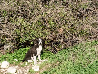puppy of a street dog