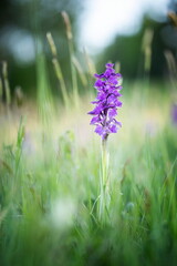 Orchis morio. Orchid in nature in the Czech Republic. Wild nature. A very rare plant. Plant photographed in the morning. The sun in the photo. Beautiful nature. Wild orchids on the morning meadow. Nat