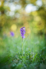Orchis morio. Orchid in nature in the Czech Republic. Wild nature. A very rare plant. Plant photographed in the morning. The sun in the photo. Beautiful nature. Wild orchids on the morning meadow. Nat
