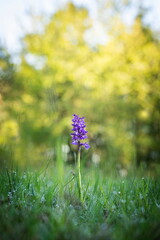 Orchis morio. Orchid in nature in the Czech Republic. Wild nature. A very rare plant. Plant photographed in the morning. The sun in the photo. Beautiful nature. Wild orchids on the morning meadow. Nat