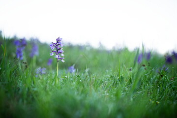 Orchis morio. Orchid in nature in the Czech Republic. Wild nature. A very rare plant. Plant photographed in the morning. The sun in the photo. Beautiful nature. Wild orchids on the morning meadow. Nat