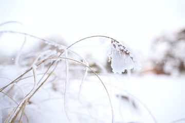 Snow covered ornamental grass. Close up of feather grass in winter wonderland
