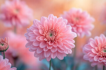 Pink Dahlia Blooms in Soft Focus Garden Setting