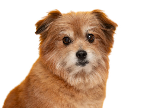 Adorable brown dog with fluffy fur and curious expression on transparency background