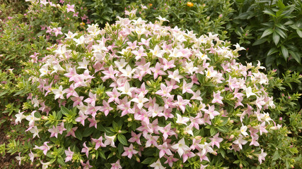 Fototapeta premium flowers in the garden