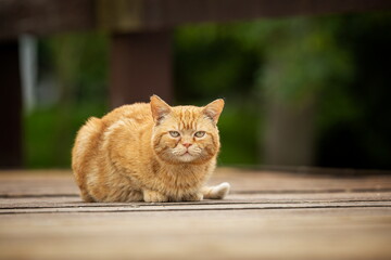 A red-eyed cat with yellow eyes. Portrait of a cat. Czech cat. Red cat. Black cat with yellow eyes. Portrait of black cat. Czech cat. Black cat portrait, focus on green eyes. Ginger cat sleepng on cou