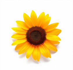 sunflower isolated on white