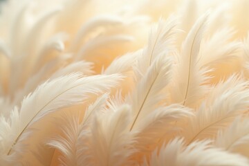 Fototapeta premium Elegant White Feathers Background for Artistic, Decorative, and Creative Projects