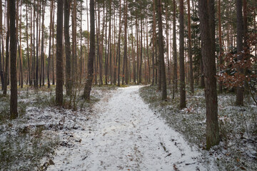 leśna zimowa droga  © Marcin Łazarczyk