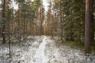 leśna zimowa ścieżka  © Marcin Łazarczyk