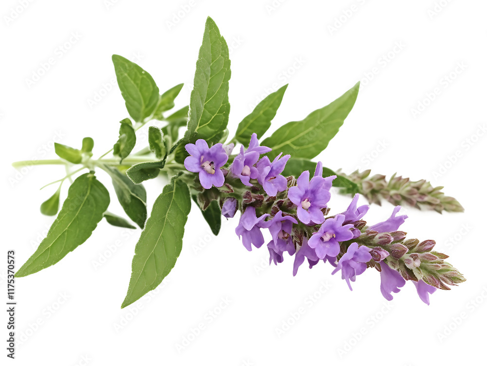 Wall mural Flowers And Leaves