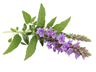 Flowers And Leaves