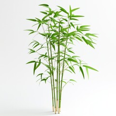 Fototapeta premium a lucky bamboo plant clipart, prosperity decoration, realistic green stems, isolated on white background