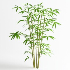 Fototapeta premium a lucky bamboo plant clipart, prosperity decoration, realistic green stems, isolated on white background