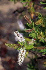 Closeup of Short Tubed Hebe blooms, New South Wales Australia
