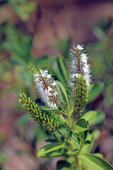 Macro image of Short Tubed Hebe blooms, New South Wales Australia
