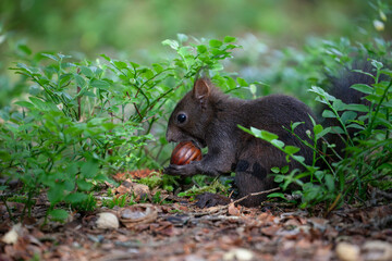 Süsses Eichhörnchen isst eine Esskastanie. 