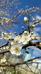 blossoming flowers on a tree in spring