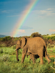 Elephant Family Under a Vibrant Rainbow in African Wilderness © Luca
