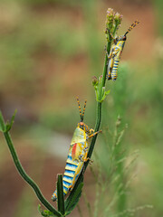 Elegant Grasshoppers (Zonocerus elegans) in Pilanesberg National Park - Macro Wildlife Photography