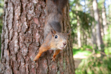 eichhörnchen, eichhorn, zahm, wald, zierlich, süss, goldig, wild, jung, schwanz, natur, nuss,...