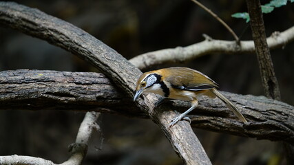Greater Necklaced loughingthrush. A large, long-tailed, thrushlike bird of dense forests. Note its black necklace, streaked white cheek patch, and pale band near the tip of the tail.