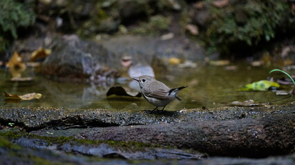 Red throated flycatcher. Distinctive, small flycatcher. Males have a rusty-orange throat that continues onto the breast. All plumages have a distinctive tail pattern with black.