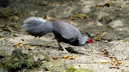 Kalij is a pheasant found in forests and thickets, especially in the Himalayan foothills, from...