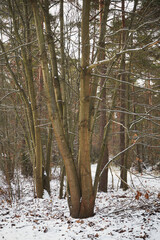drzewo zima  © Marcin Łazarczyk