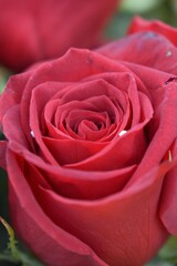 red rose close up