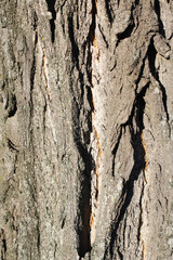 Tree bark, background and texture