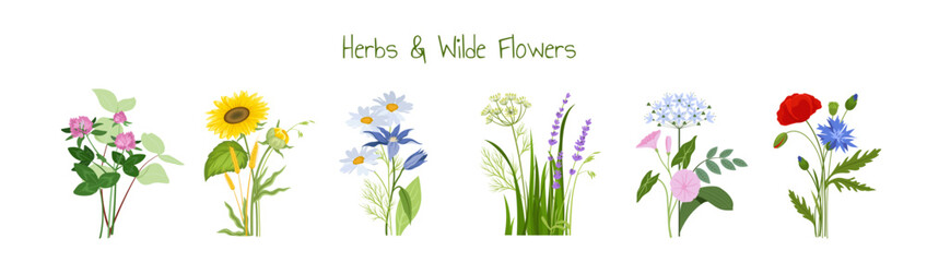 Flowers and herbs set. Bloom and blossom plants. Spring and summer season. Floristry and botany. Gardening and horticulture. Flat vector collection isolated on white background