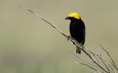 Yellow-crowned bishop