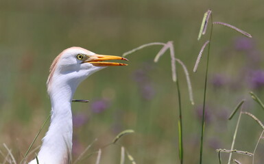 Egret profile