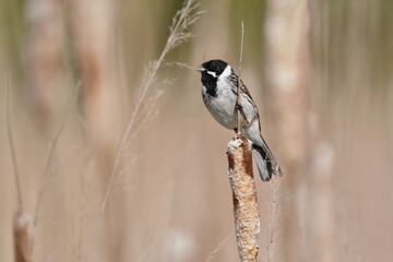 Common reed bunting (Emberiza schoeniclus) sits on a reed stalk. Wildlife scene from european nature.