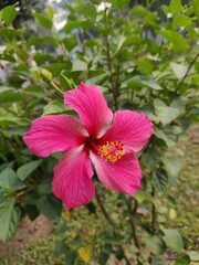 Obraz premium pink hibiscus flower in garden