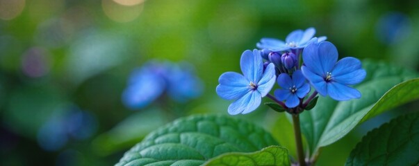 Brunnera blue forget me not myosotis in garden, myosotis, bloom in garden, brunnera