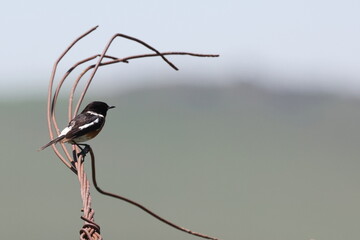 Stone chat on wire