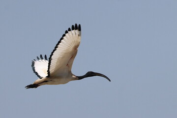 Sacred Ibis in flight