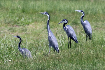 Black headed heron in a row