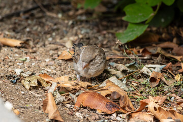 Sparrow on the ground 