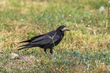 crow in the grass