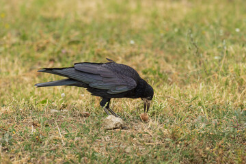 Photo of a crow picking up a nut