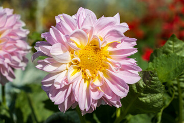 Obraz premium pink and white dahlia