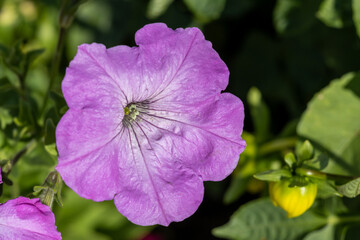 flower in the garden