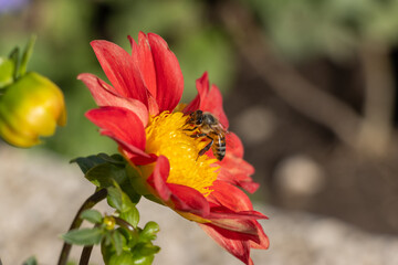 bee on red flower
